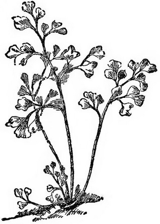 Open edX Demo Course 1